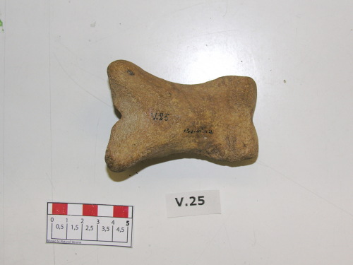 fossile -  ( PESCHIERA DEL GARDA , VR ) VERONA (VERONA) 