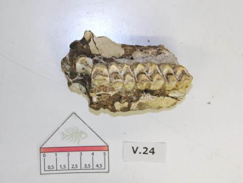 fossile -  ( SOAVE , VR ) VERONA (VERONA)