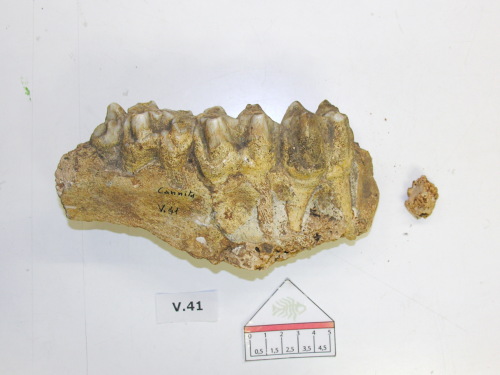 fossile -  ( MISILMERI , PA ) VERONA (VERONA) 