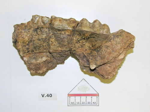 fossile -  ( MISILMERI , PA ) VERONA (VERONA) 