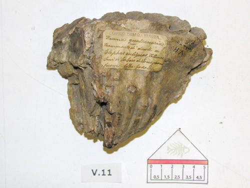 fossile -  ( GREZZANA , VR ) VERONA (VERONA) 