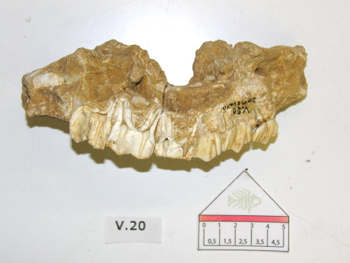 fossile -  ( SANT'AMBROGIO DI VALPOLIC , VR ) VERONA (VERONA) 