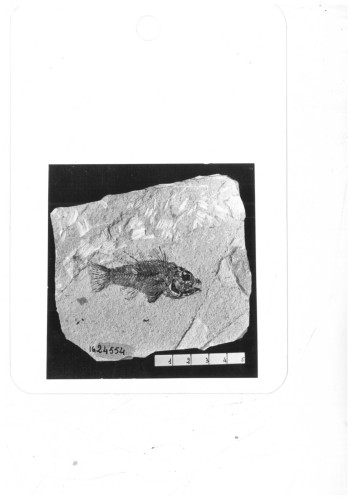 fossile -  ( VESTENANOVA , VR ) VESTENANOVA (VERONA) 