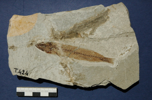 fossile -  ( VESTENANOVA , VR ) VERONA (VERONA)