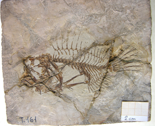 fossile -  ( VESTENANOVA , VR ) VERONA (VERONA)