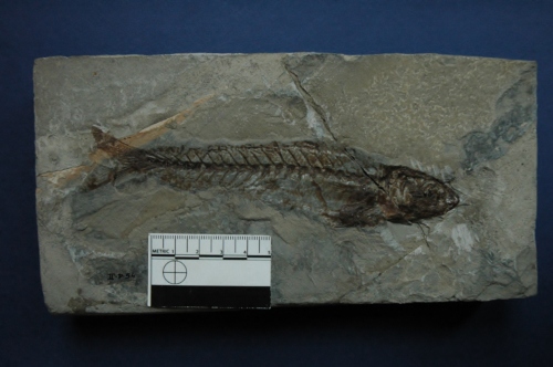 fossile -  ( VESTENANOVA , VR ) VERONA (VERONA)