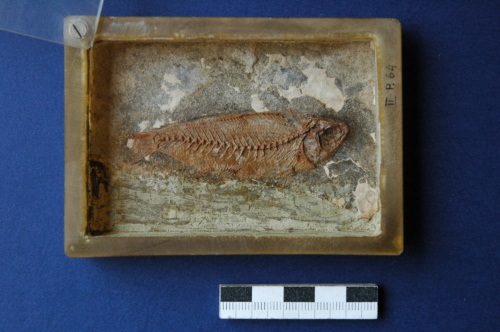 fossile -  ( VESTENANOVA , VR ) VERONA (VERONA)