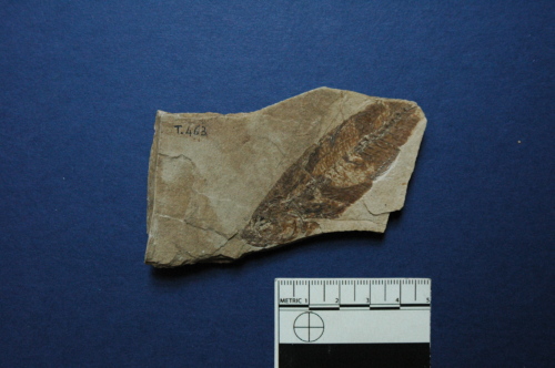 fossile -  ( ALTISSIMO , VI ) VERONA (VERONA) 