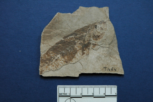 fossile -  ( ALTISSIMO , VI ) VERONA (VERONA) 