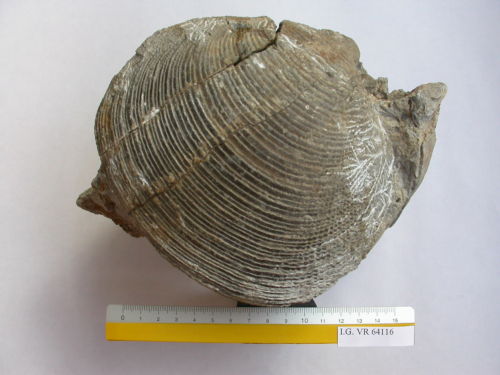 fossile - RONCA' (VERONA)