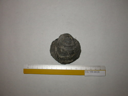 fossile - RONCA' (VERONA)