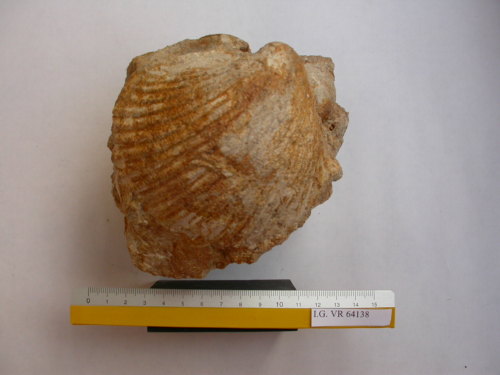 fossile - RONCA' (VERONA)