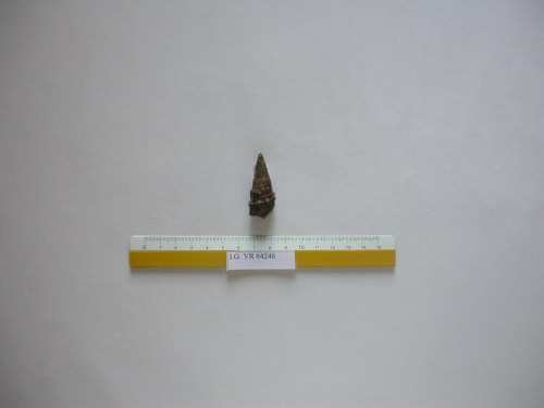 fossile - RONCA' (VERONA)