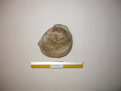 fossile - RONCA' (VERONA)