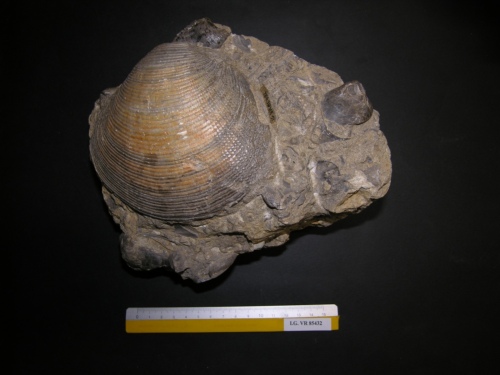 fossile - RONCA' (VERONA)