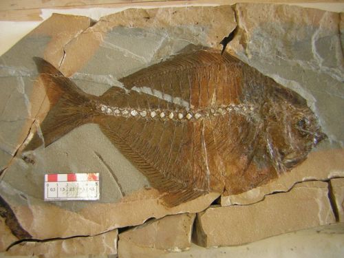 fossile - VESTENANOVA (VERONA)