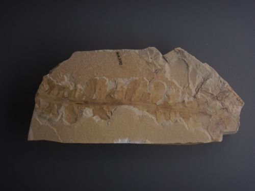 fossile - VESTENANOVA (VERONA)