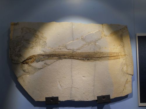 fossile - VESTENANOVA (VERONA)