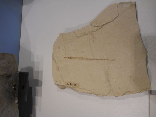 fossile - VESTENANOVA (VERONA)