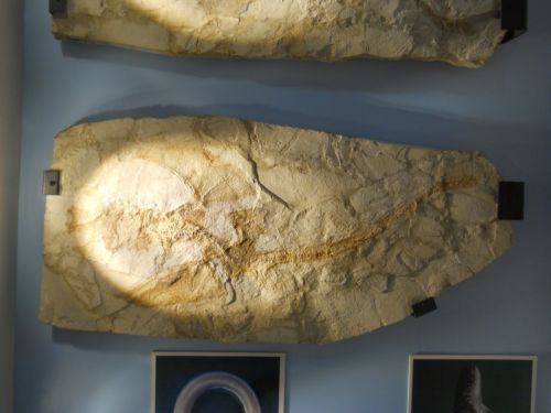 fossile - VESTENANOVA (VERONA)