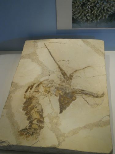 fossile - VESTENANOVA (VERONA)