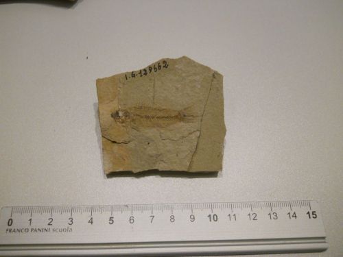 fossile - VESTENANOVA (VERONA)