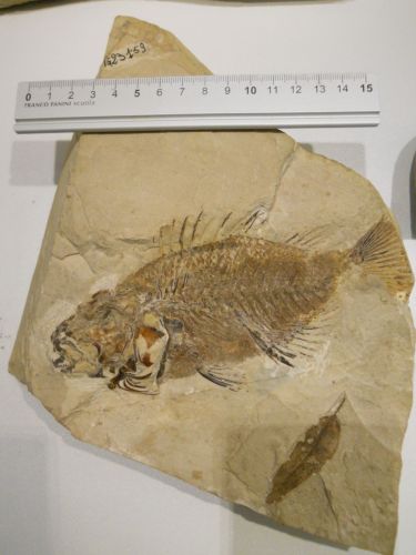 fossile - VESTENANOVA (VERONA)