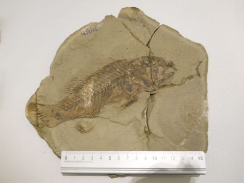 fossile - VESTENANOVA (VERONA)