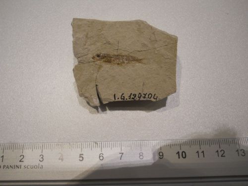 fossile - VESTENANOVA (VERONA)