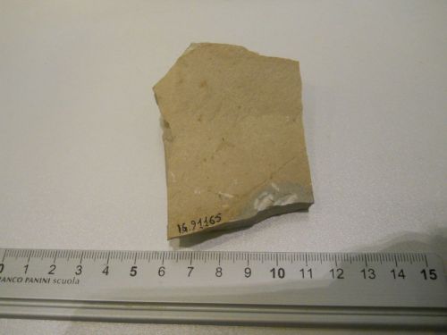 fossile - VESTENANOVA (VERONA)