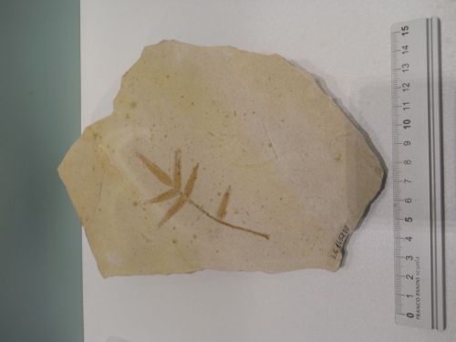 fossile - VESTENANOVA (VERONA)