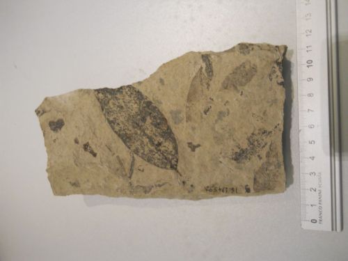 fossile - VESTENANOVA (VERONA)