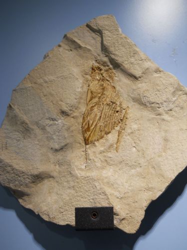 fossile - VESTENANOVA (VERONA)