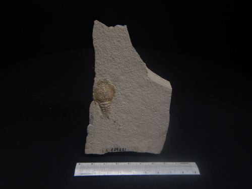 fossile - VESTENANOVA (VERONA)