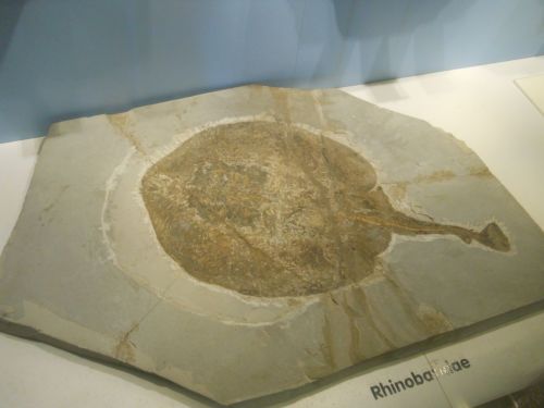 fossile - VESTENANOVA (VERONA)
