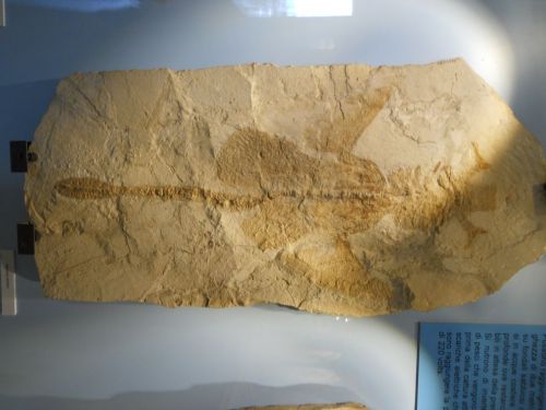 fossile - VESTENANOVA (VERONA)