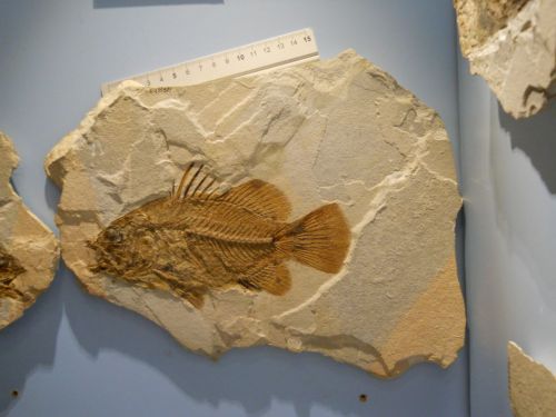 fossile - VESTENANOVA (VERONA)