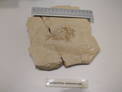 fossile - VESTENANOVA (VERONA)