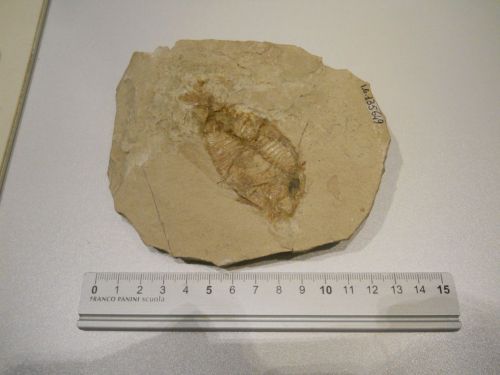 fossile - VESTENANOVA (VERONA)