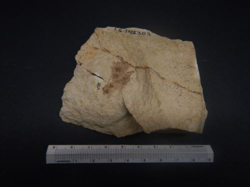 fossile - VESTENANOVA (VERONA)