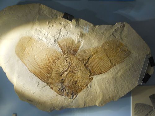 fossile - VESTENANOVA (VERONA)
