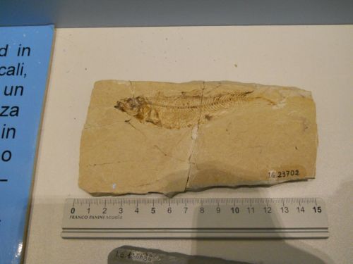 fossile - VESTENANOVA (VERONA)