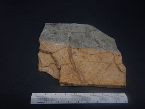 fossile - VESTENANOVA (VERONA)