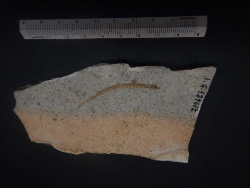 fossile - VESTENANOVA (VERONA)