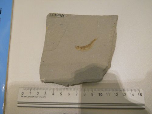 fossile - VESTENANOVA (VERONA)