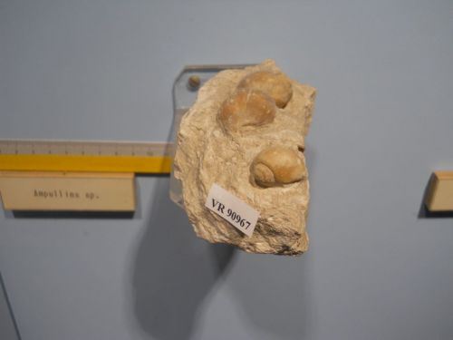 fossile - VESTENANOVA (VERONA)