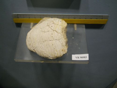 fossile - VESTENANOVA (VERONA)