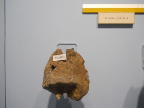 fossile -  ( RONCA' , VR ) VESTENANOVA (VERONA)