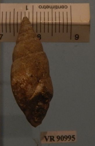 fossile -  ( RONCA' , VR ) VESTENANOVA (VERONA)