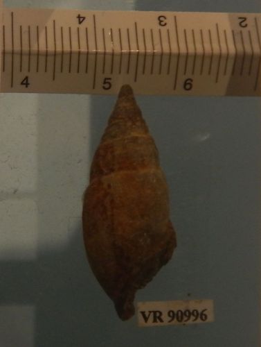 fossile -  ( RONCA' , VR ) VESTENANOVA (VERONA)